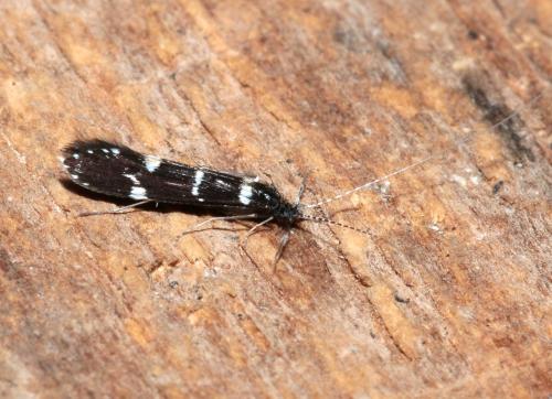 Réf. 326 514 : Leptocerus interruptus
